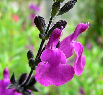 Salvia muelleri 4 flower