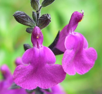Salvia muelleri 3 flower