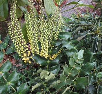 Mahonia x media 'Arthur Menzies' 1 flower
