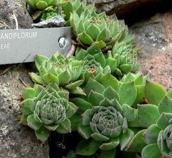 Sempervivum grandiflorum 3 form