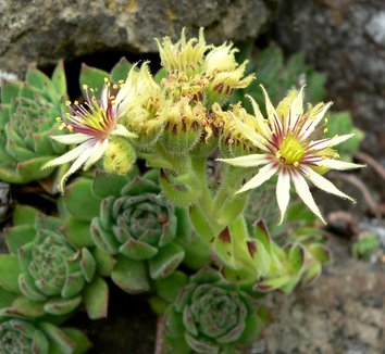 Sempervivum grandiflorum 1 flower, form