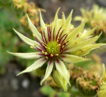 Sempervivum grandiflorum 2 flower