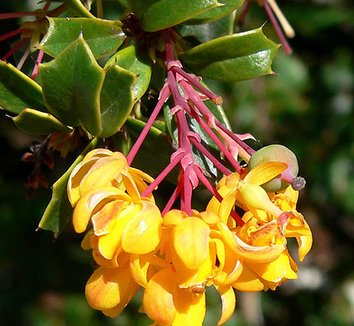 Berberis darwinii 2 flower