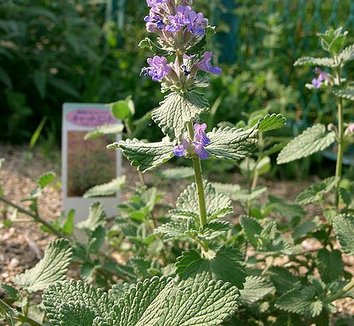 Nepeta x faassenii 4 flower, form