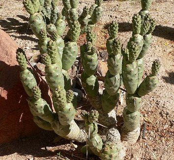 Tephrocactus articulatus var. strobiliformis 9 form