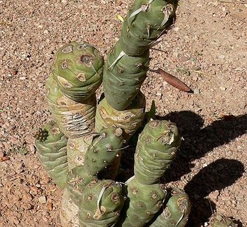 Tephrocactus articulatus var. strobiliformis 7 form