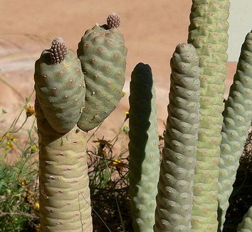 Tephrocactus articulatus var. strobiliformis 1