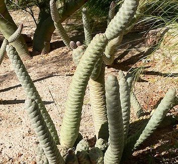 Tephrocactus articulatus var. strobiliformis 5 form