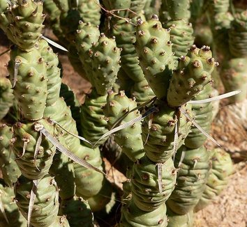 Tephrocactus articulatus var. strobiliformis 4