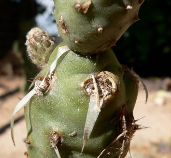 Tephrocactus articulatus var. strobiliformis 13 form