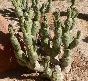 Tephrocactus articulatus var. strobiliformis 14 form