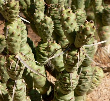 Tephrocactus articulatus var. strobiliformis 15 form