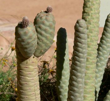 Tephrocactus articulatus var. strobiliformis 17 form