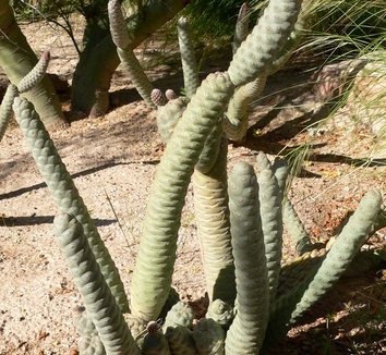 Tephrocactus articulatus var. strobiliformis 18 form