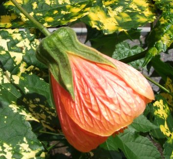 Abutilon pictum 'Thompsonii' 6 flower