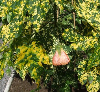 Abutilon pictum 'Thompsonii' 1 flower