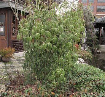 Metapanax delavayi 1 form