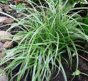 Carex 'Silver Sceptre' 5 form