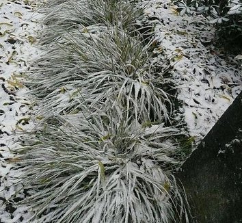 Carex 'Silver Sceptre' 4 form