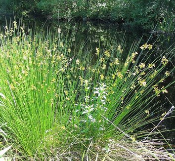 Juncus effusus 6 form