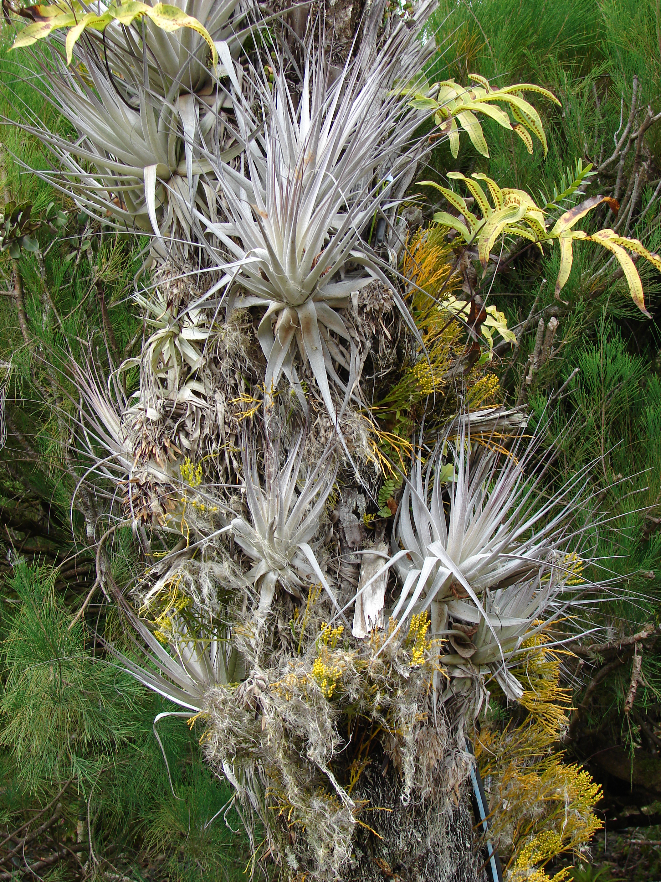 Photo 6972 Tillandsia gardneri plant lust