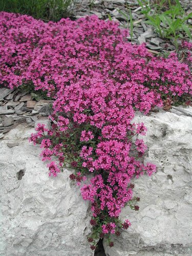 Thymus praecox 'Coccineus' | Coccineus Red Thyme | Coccineus Red