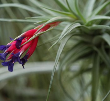 Tillandsia aeranthos 4 flower