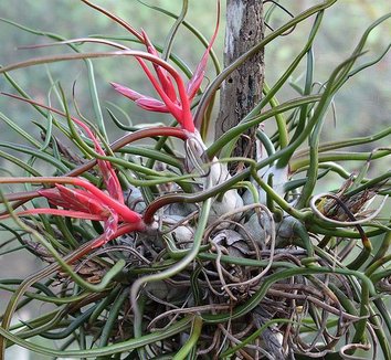 Tillandsia bulbosa 3 flower, form