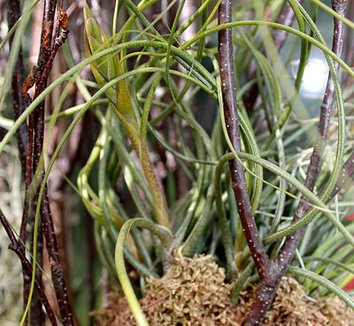 Tillandsia butzii 1 form