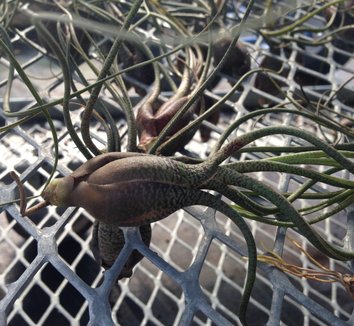 Tillandsia butzii 3