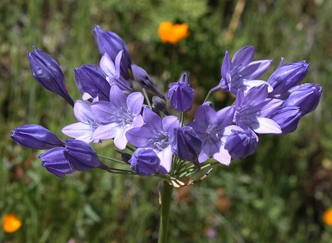 Triteleia laxa Brodiaea lax Tritellia laxa Triplet Lily plant lust