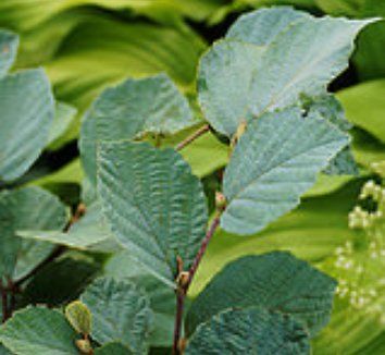 Fothergilla gardenii 'Blue Shadow' | Fothergilla major 'Blue Shadow