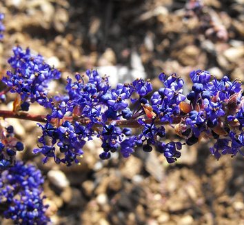 Ceanothus 'Blue Sapphire' 1 flower