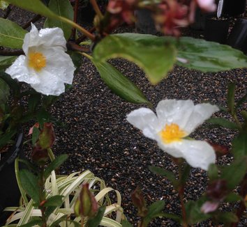 Cistus x dansereaui 'Portmeirion' 3 flower