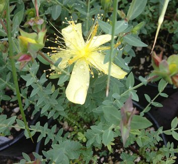 Hypericum olympicum f. uniflorum 'Citrinum' 3 flower