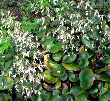 Saxifraga stolonifera 'Harvest Moon' 1 flower, form