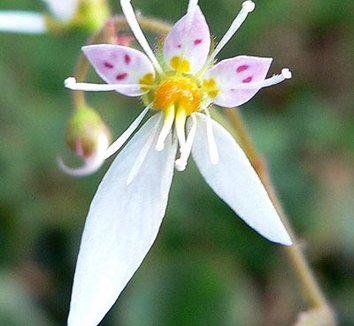 Saxifraga stolonifera 'Harvest Moon' 5 flower