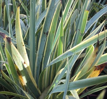 Sisyrinchium striatum 'Aunt May' 1
