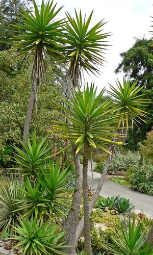 Yucca aloifolia | Spanish Bayonet| plant lust
