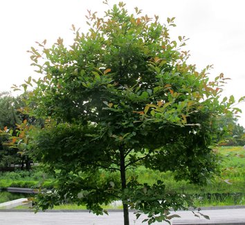 Nyssa sylvatica 'Wildfire' 11 form