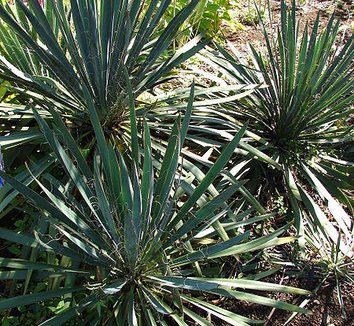 Yucca filamentosa 1