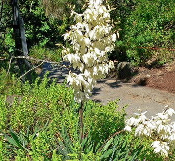 Yucca filamentosa 7 flower, form