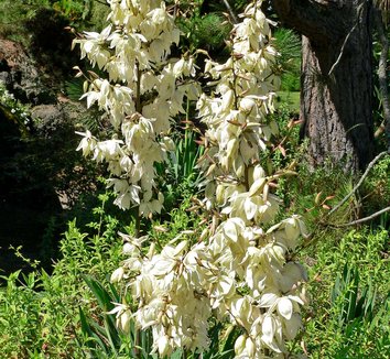Yucca filamentosa 8 flower, form