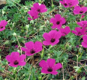 Geranium cinereum ‘Subcaulescens’ 1 flower, form