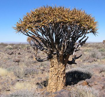 Aloe dichotoma 2 form