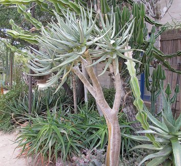 Aloe dichotoma 7 form