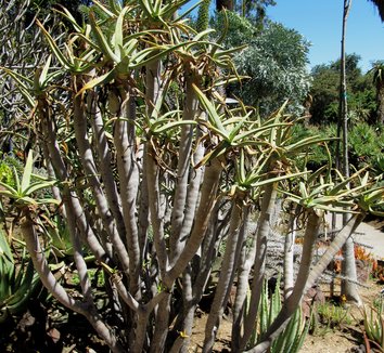 Aloe dichotoma 10 form