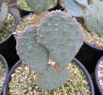 Opuntia aurea 'Coombes Winter Glow' 1