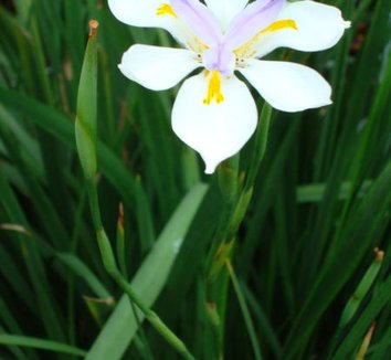 Dietes iridioides 1 flower