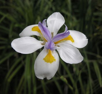 Dietes iridioides 8 flower